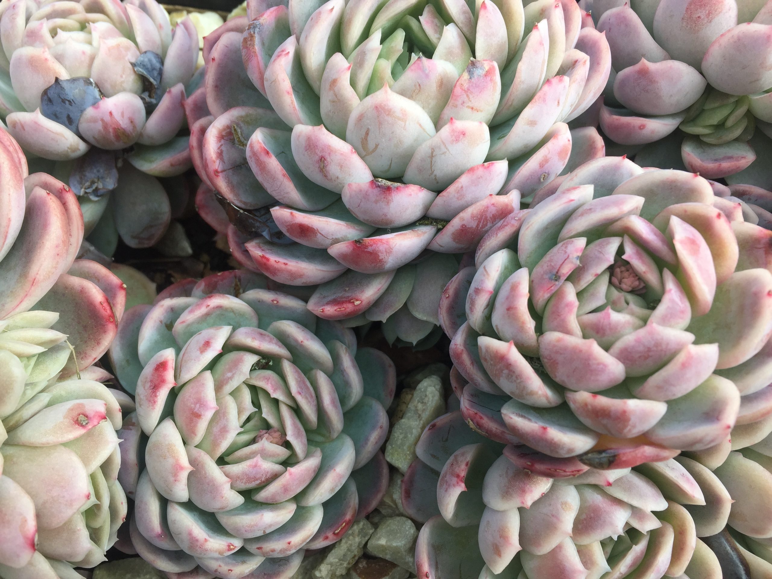 succulents