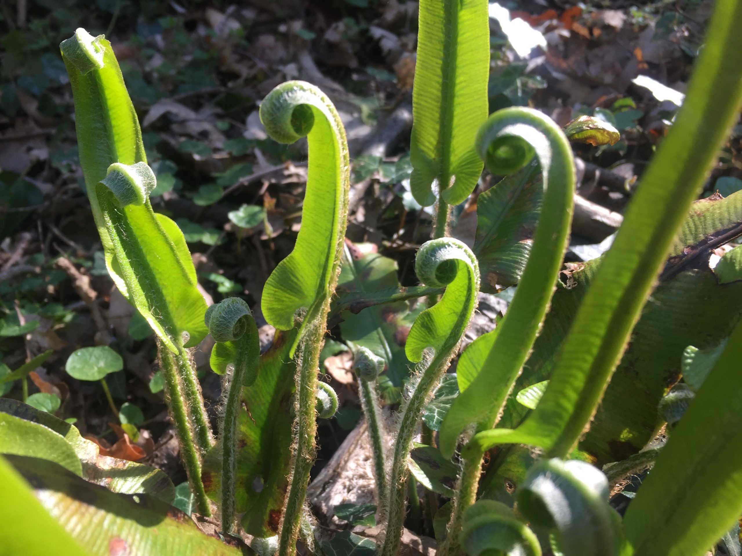 ferns