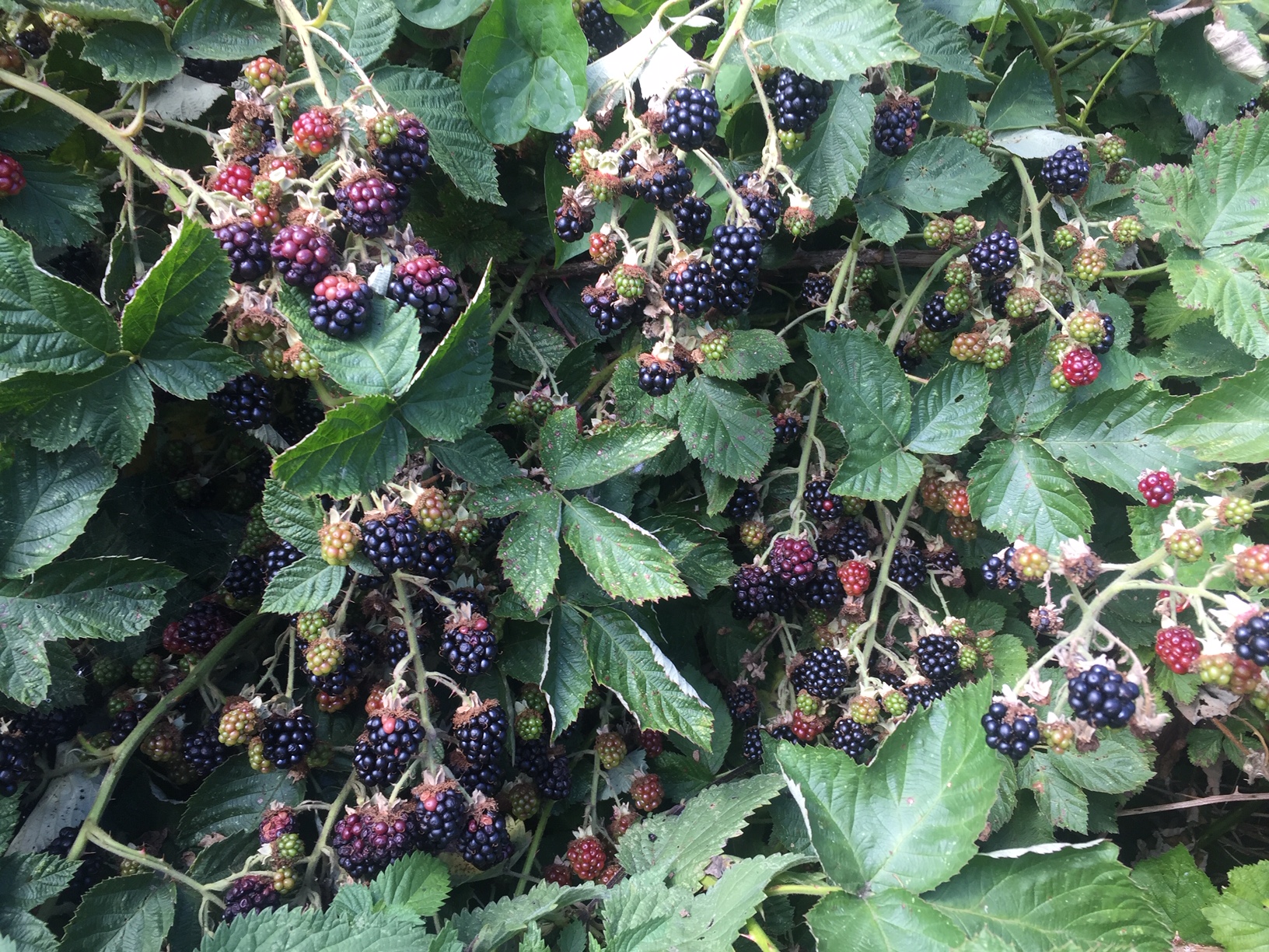 blackberries