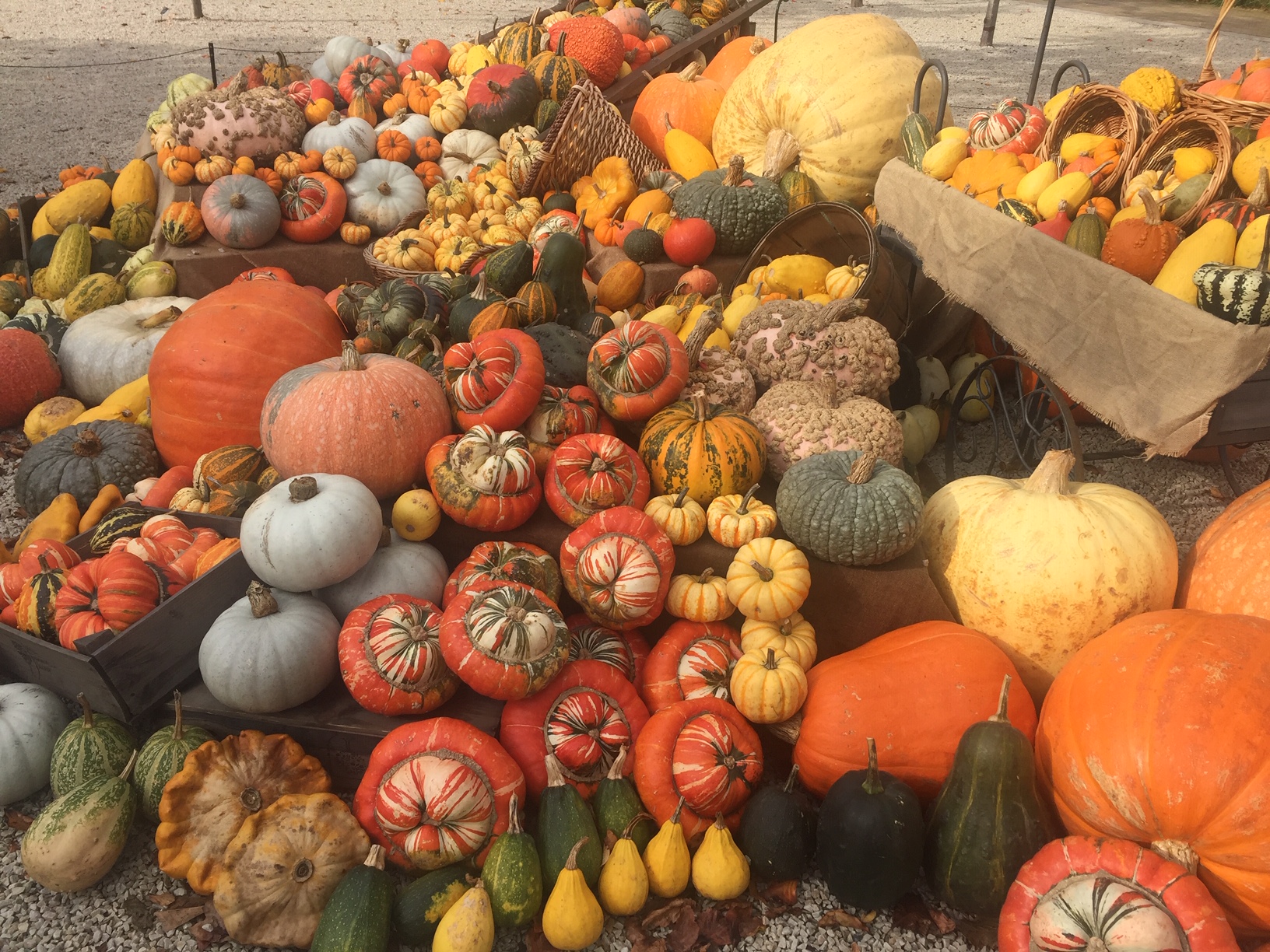 mixed squash