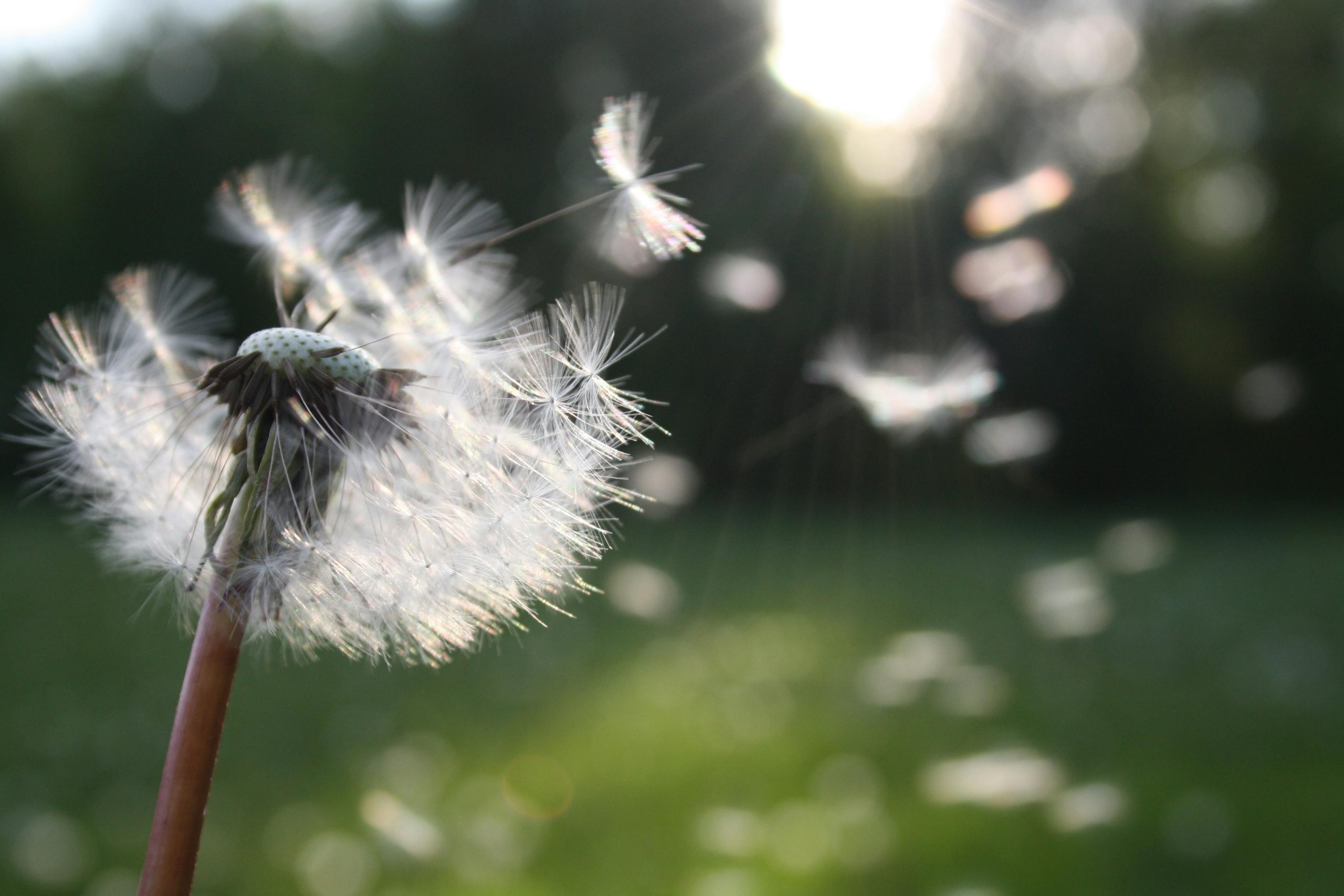 Spring: A New Beginning for Health and Energy - Luck's Yard