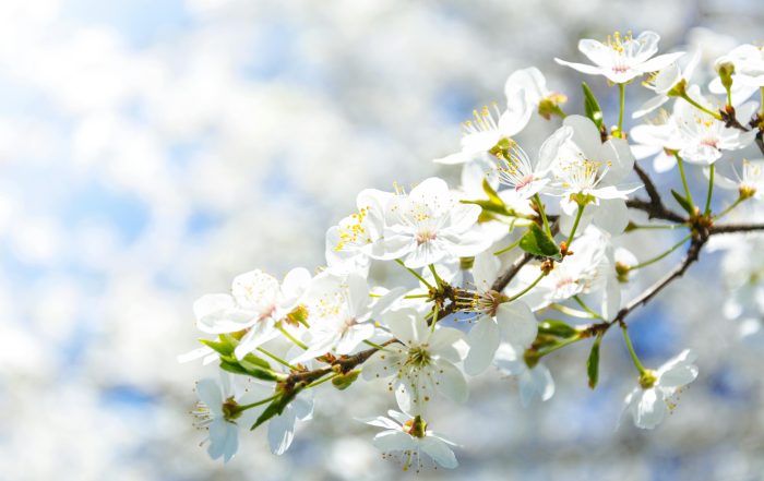 Allergy Season and Aches: Surprising Ways Hay Fever Affects Your Body